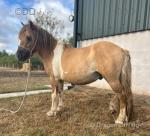 Shetland x Gelding 