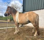 Shetland x Gelding 