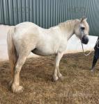 12.2hh Broodmare