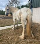 12.2hh Broodmare