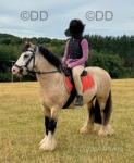 Lucky, Riding Gelding 