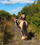 Lucky, Riding Gelding 