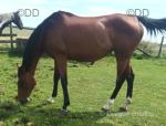 16.2hh Thoroughbred Mare