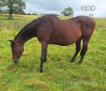 15hh Mare