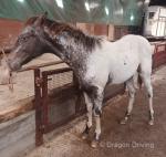 Colt Foal