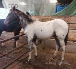 Colt Foal