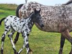 Colt Foal