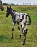 Colt Foal