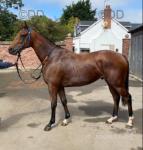 Dj, Thoroughbred Gelding 