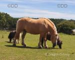 16.1hh Riding Gelding 