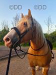 16.1hh Riding Gelding 
