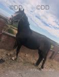 Oakley, Gelding