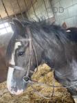 Oakley, Gelding