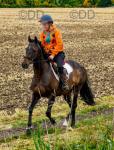 Wizard, 15.3hh, Riding Gelding