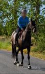 Wizard, 15.3hh, Riding Gelding