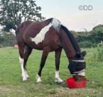 Ride and Drive Colt