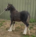 Colt