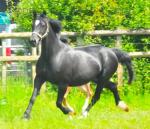 14.2hh Welsh Section D Broodmare