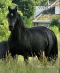 14.2hh Welsh Section D Broodmare