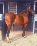 Tireve Prince, 15hh Welsh Section D Ride & Drive Gelding 