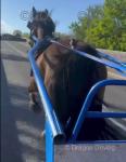 Tireve Prince, 15hh Welsh Section D Ride & Drive Gelding 