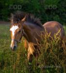 Astraea, 2 Year Old Welsh C Filly
