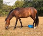 Astraea, 2 Year Old Welsh C Filly
