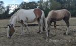 13.3hh Mare in Foal