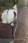 13.3hh Mare in Foal