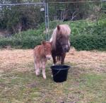 Shetland Mare with Filly Foal at Foot