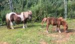 Shetland Mare with Filly Foal at Foot