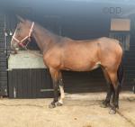 15hh Mare