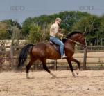 16.1hh Riding Gelding 