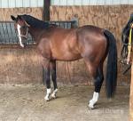 16.1hh Riding Gelding 