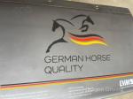 16.1hh Riding Gelding 