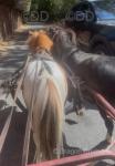 Shetland Ride and Drive Geldings