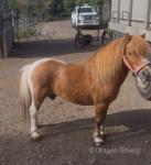 Shetland Ride and Drive Geldings