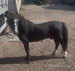 Shetland Ride and Drive Geldings