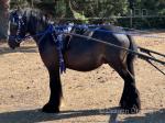 Kevin, Driving Gelding 