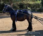 Kevin, Driving Gelding 