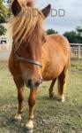 Shetland Fillies