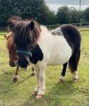 Shetland Fillies
