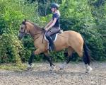 Sally, 15hh Welsh Section D Ride and Drive Mare