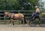 Sally, 15hh Welsh Section D Ride and Drive Mare