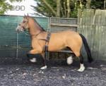 Sally, 15hh Welsh Section D Ride and Drive Mare