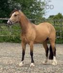 Sally, 15hh Welsh Section D Ride and Drive Mare