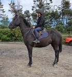 Black Beauty, 16hh Riding Mare