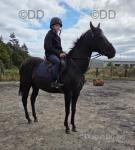 Black Beauty, 16hh Riding Mare
