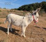 Jack Donkey Foal