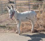Jack Donkey Foal